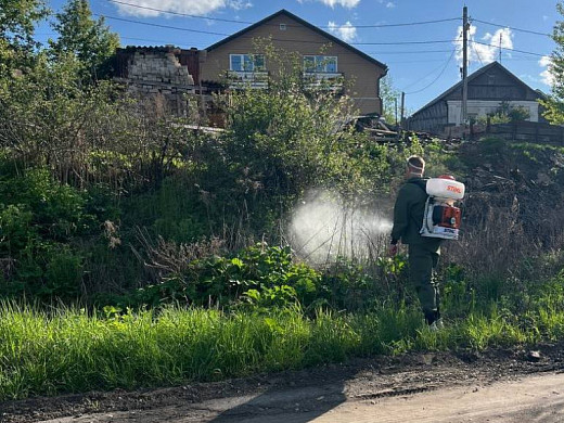 На уничтожение борщевика Сосновского в Иванове потратят 379 тысяч рублей